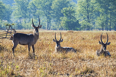 Waterbucks (Kobus ellipsiprymnus), Liwonde National Park, Malawi, Africa