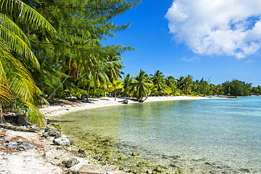 Beautiful palm fringed white sand beach in the turquoise waters of Tikehau, Tuamotus, French Polynesia, Pacific