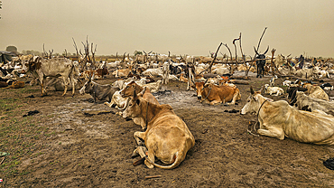 Dinka cattle camp, Bor, central region, South Sudan, Africa