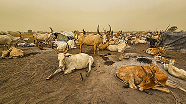 Dinka cattle camp, Bor, central region, South Sudan, Africa