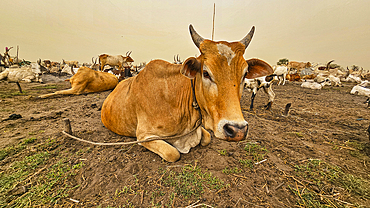 Dinka cattle camp, Bor, central region, South Sudan, Africa