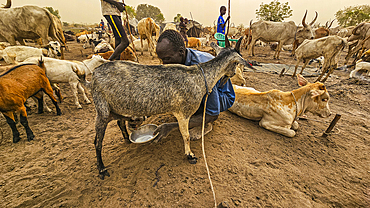 Man milking a goat, Dinka cattle camp, Bor, central region, South Sudan, Africa