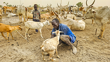 Man milking a goat, Dinka cattle camp, Bor, central region, South Sudan, Africa