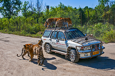 Siberian Tigers climbing on vehicle in the Siberian Tiger Park, Harbin, Heilongjiang, China, Asia