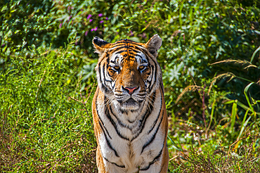 Siberian Tiger in the Siberian Tiger Park, Harbin, Heilongjiang, China, Asia