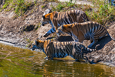 Siberian Tigers in the Siberian Tiger Park, Harbin, Heilongjiang, China, Asia