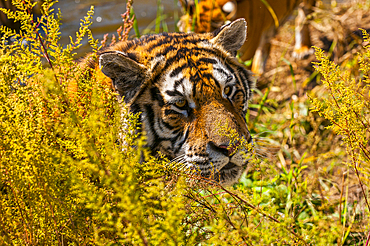 Siberian Tiger in the Siberian Tiger Park, Harbin, Heilongjiang, China, Asia