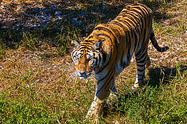 Siberian Tiger in the Siberian Tiger Park, Harbin, Heilongjiang, China, Asia