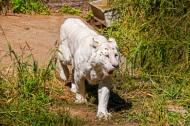 Siberian Tiger in the Siberian Tiger Park, Harbin, Heilongjiang, China, Asia