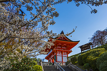 Cherry blossom in the Kiyomizu-dera Buddhist temple, UNESCO World Heritage Site, Kyoto, Honshu, Japan, Asia