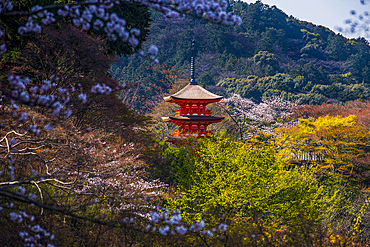 Cherry blossom in the Kiyomizu-dera Buddhist temple, UNESCO World Heritage Site, Kyoto, Honshu, Japan, Asia