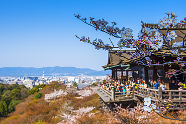 Cherry blossom in the Kiyomizu-dera Buddhist temple, UNESCO World Heritage Site, Kyoto, Honshu, Japan, Asia