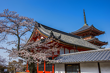 Cherry blossom in the Kiyomizu-dera Buddhist temple, UNESCO World Heritage Site, Kyoto, Honshu, Japan, Asia