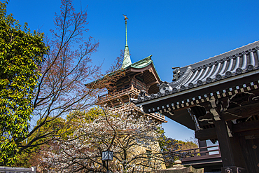 Pagoda in the cherry blossom in the Maruyama-Koen Park, Kyoto, Honshu, Japan, Asia