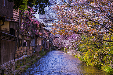 Cherry blossom in Gion, the Geisha quarter, Kyoto, Honshu, Japan, Asia