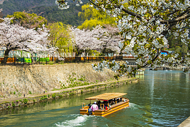 Cherry blossom and a little tourist boat, Kyoto, Honshu, Japan, Asia