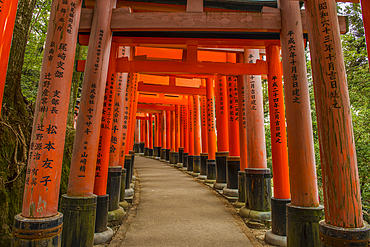 The Endless Red Gates (Torii) of Kyoto's Fushimi Inari, Kyoto, Honshu, Japan, Asia