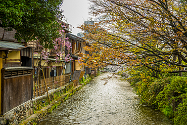 Cherry blossom tree in the Geisha quarter of Gion, Kyoto, Honshu, Japan, Asia