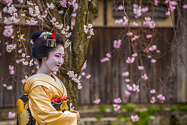 Real Geisha posing in front of a cherry blossom tree in the Geisha quarter of Gion, Kyoto, Honshu, Japan, Asia