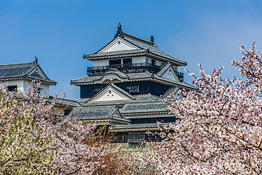 Cherry blossom in the Matsuyama Castle, Shikoku, Japan, Asia