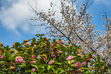 Camellia and cherry blossom in Matsuyama Castle, Shikoku, Japan, Asia