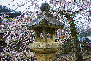 Cherry blossom trees in rainy weather, Itsukushima Shrine, UNESCO World Heritage Site, Miyajima, Japan, Asia