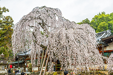 Cherry blossom, UNESCO World Heritage Site, Nara, Kansai, Honshu, Japan, Asia