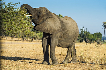 African bush elephant (Loxodonta africana) eating from a tree, Liwonde National Park, Malawi, Africa