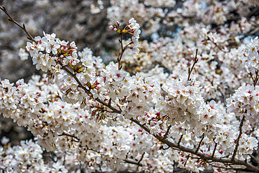 Cherry blossom in the Shinjuku-Gyoen Park, Tokyo, Honshu, Japan, Asia