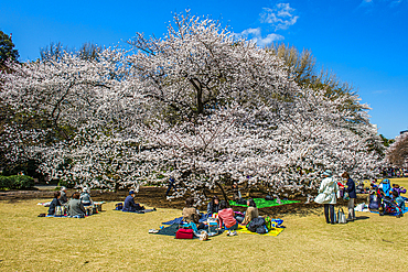 Picnic in the cherry blossom in the Shinjuku-Gyoen Park, Tokyo, Honshu, Japan, Asia