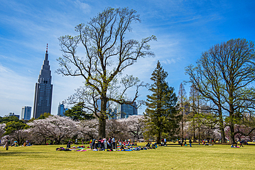 Picnic in the cherry blossom in the Shinjuku-Gyoen Park, Tokyo, Honshu, Japan, Asia