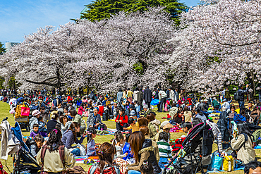 Picnic amid the cherry blossom in the Shinjuku-Gyoen Park, Tokyo, Honshu, Japan, Asia