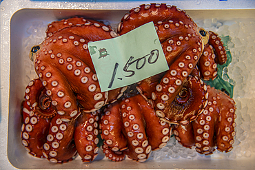 Fresh squid in the Tsukiji Fish Market, Tokyo, Honshu, Japan, Asia