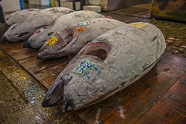 Frozen tuna in the Tsukiji Fish Market, Tokyo, Honshu, Japan, Asia