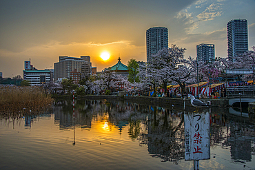 Sunset and Cherry blossom in the Ueno Park, Tokyo, Honshu, Japan, Asia