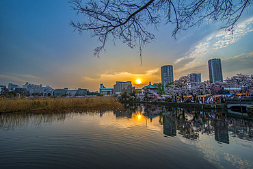 Sunset and Cherry blossom in the Ueno Park, Tokyo, Honshu, Japan, Asia