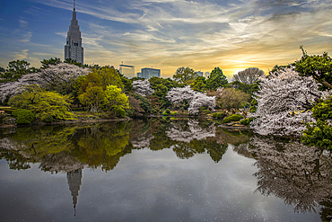 Cherry blossom in the Shinjuku-Gyoen Park, Tokyo, Honshu, Japan, Asia