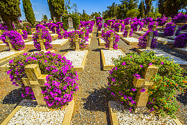 Flowers blooming at the Italian Cemetery in Asmara, Eritrea, Africa