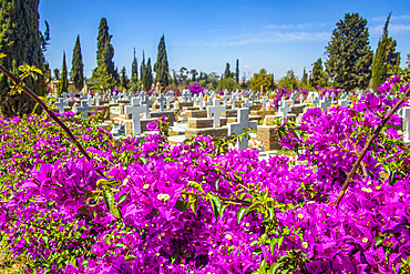 Flowers blooming at the Italian Cemetery in Asmara, Eritrea, Africa