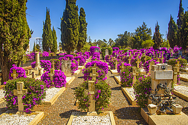 Flowers blooming at the Italian Cemetery in Asmara, Eritrea, Africa