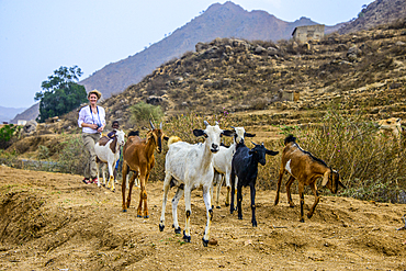 Goad herd in the highlands of Eritrea, Africa