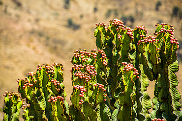 Cactus tree blooming near Keren, Eritrea, Eritrea, Africa