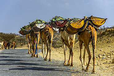 Camel caravan along the road form Asmara to Qohaio, Eritrea, Africa