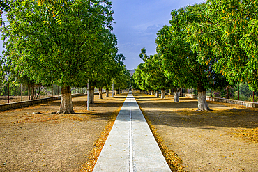 Tree alley to the Shrine of Mariam Dearit, Keren, Eritrea, Africa