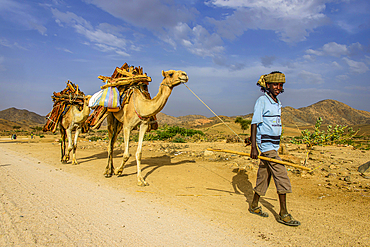 Camel caravan carrying firewood walking through Keren, Eritrea, Africa