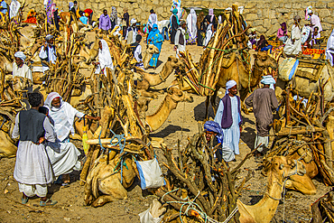 Camels loaded with firewood, Monday market of Keren, Eritrea, Africa