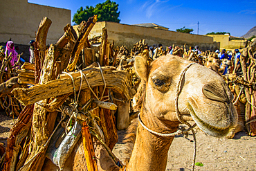 Camel loaded with firewood, Monday market of Keren, Eritrea, Africa