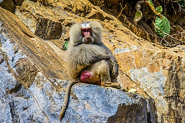 Hamadryas baboon (Papio hamadryas), along the road from Massawa to Asmara, Eritrea, Africa