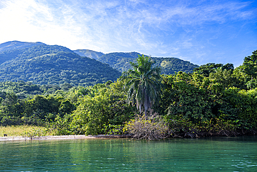 Rain forest in the Gombe Stream National Park, Lake Tanganyika, Tanzania, East Africa, Africa