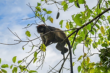 Vervet monkey (Chlorocebus), Gombe Stream National Park, Lake Tanganyika, Tanzania, East Africa, Africa